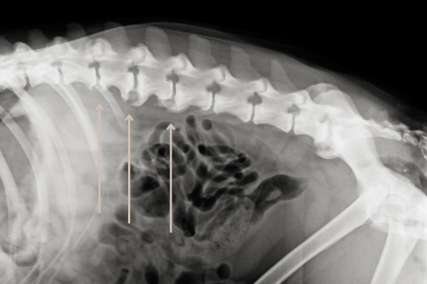 Mehr über den Artikel erfahren Spondylose beim Hund – Früherkennung, Ursachen und Behandlung